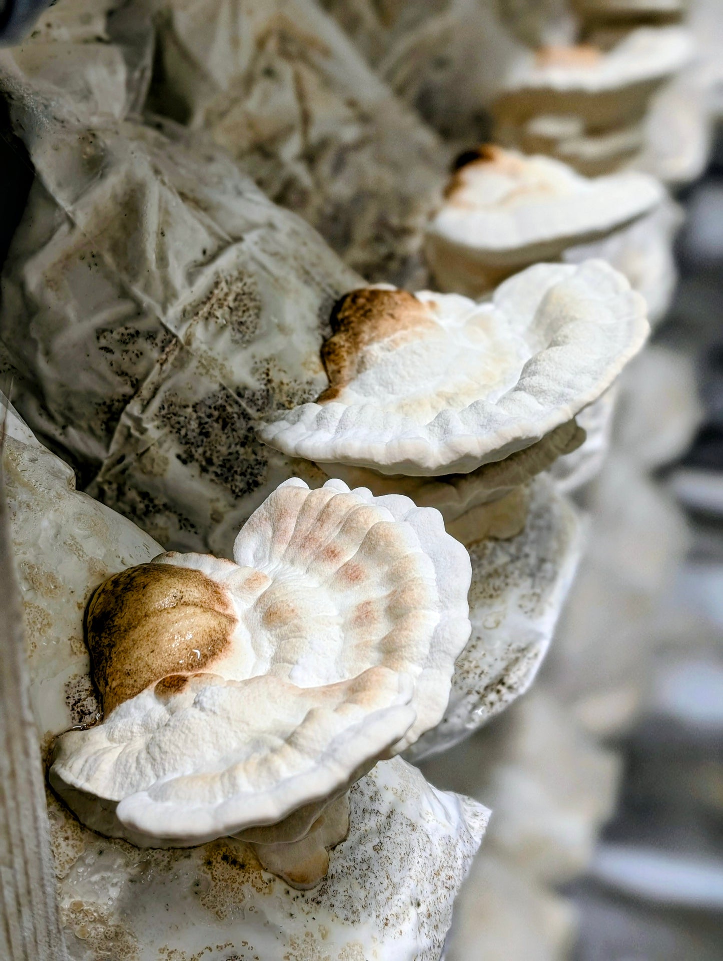 Huaier Mushroom Extract