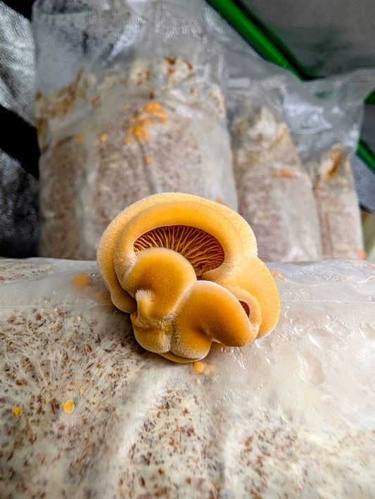 Orange Mock Oyster mushroom Phyllotopsis nidulans