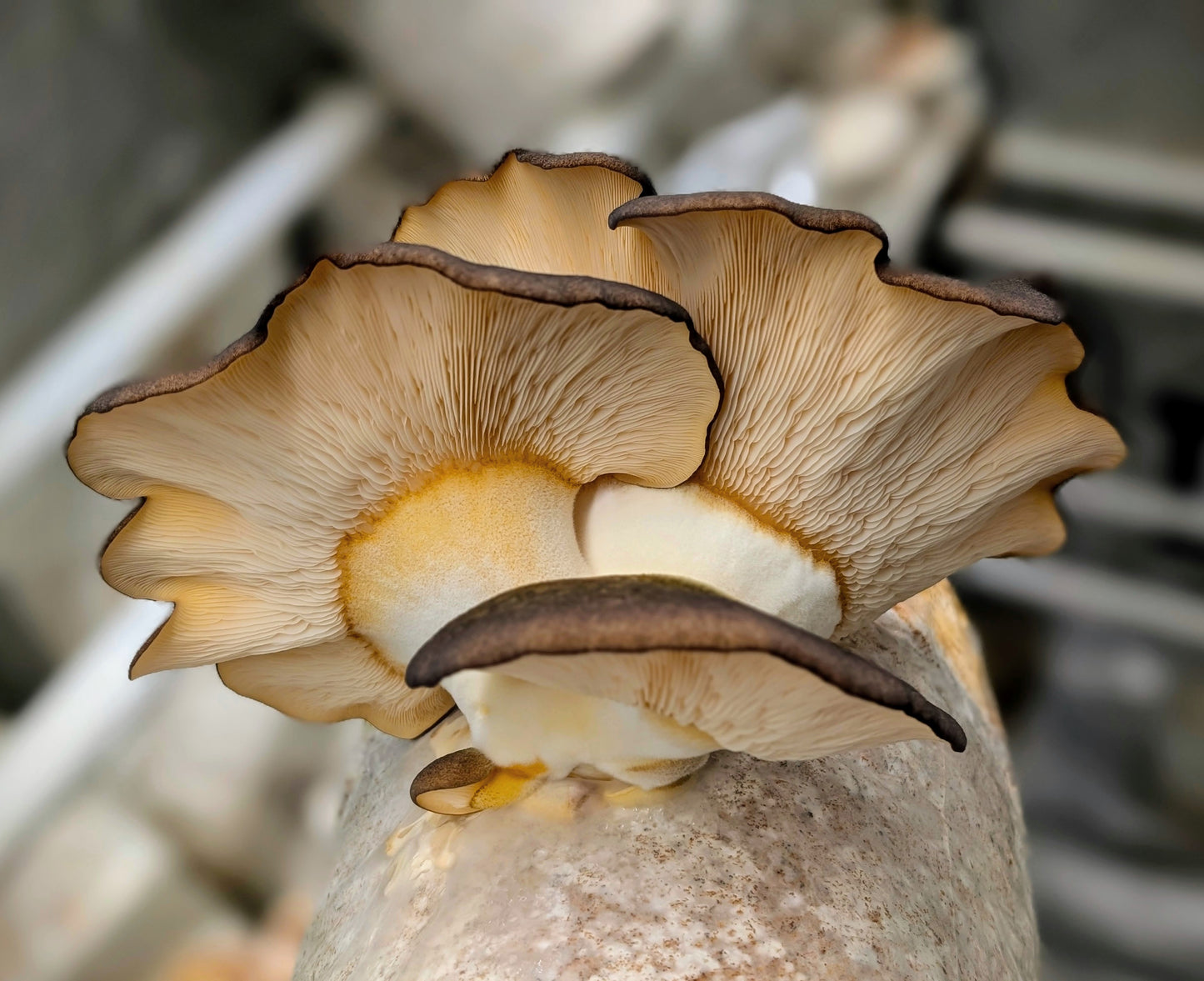 Mukitake Olive Oysterling Sarcomyxa serotina