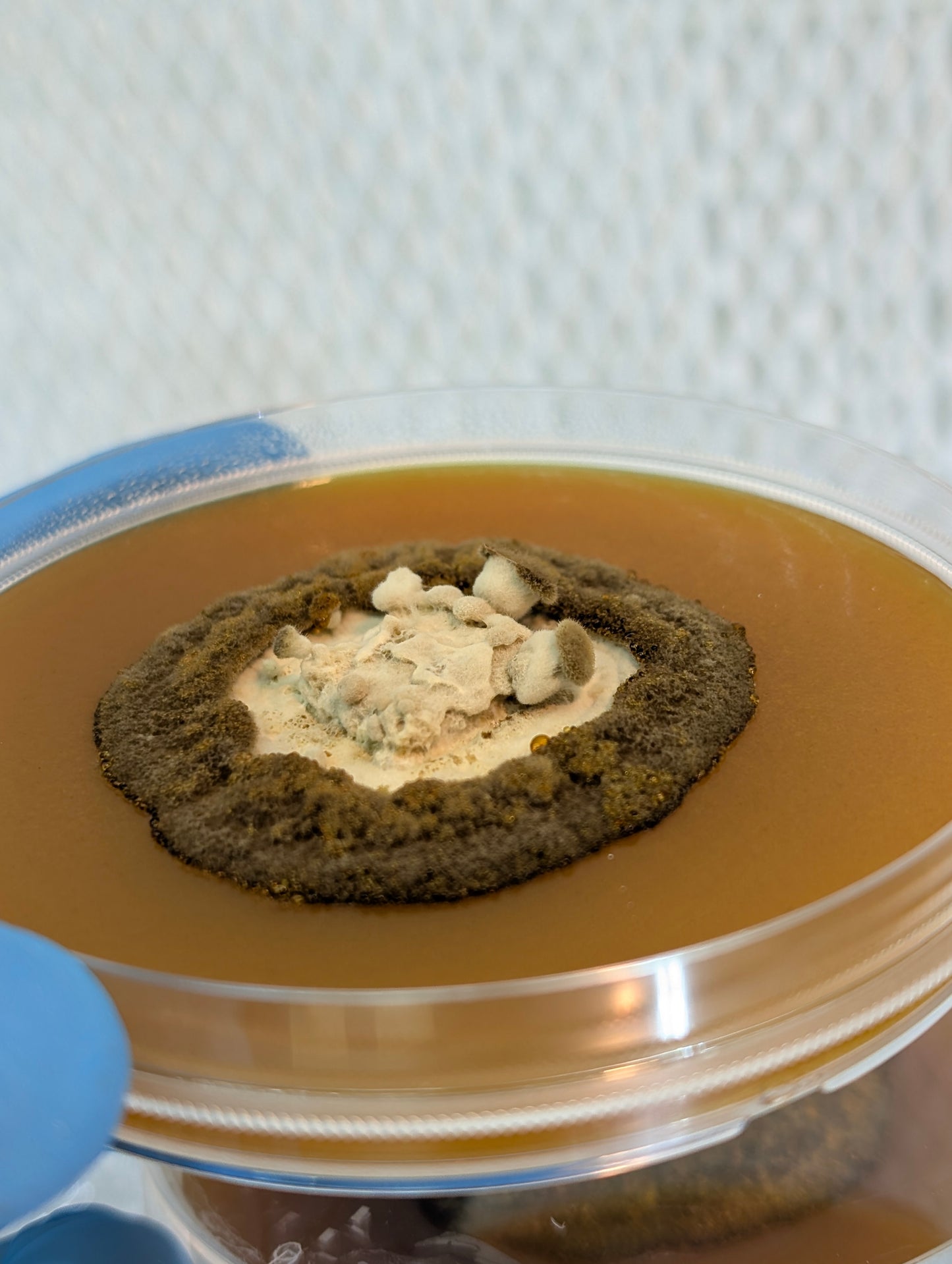 Phlebopus portentosus Black Bolete Agar Plate