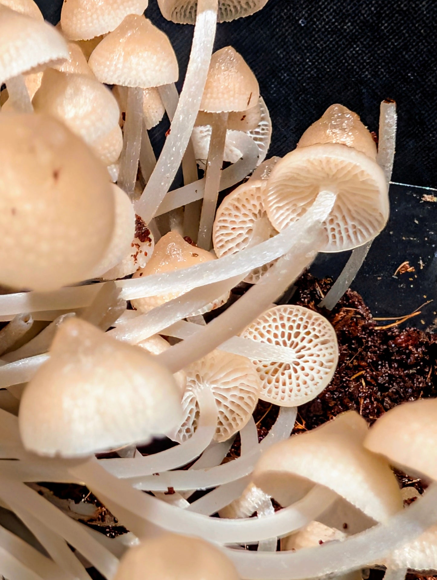 Luminous Porecap Favolaschia manipularis Bioluminescent Mushroom Species