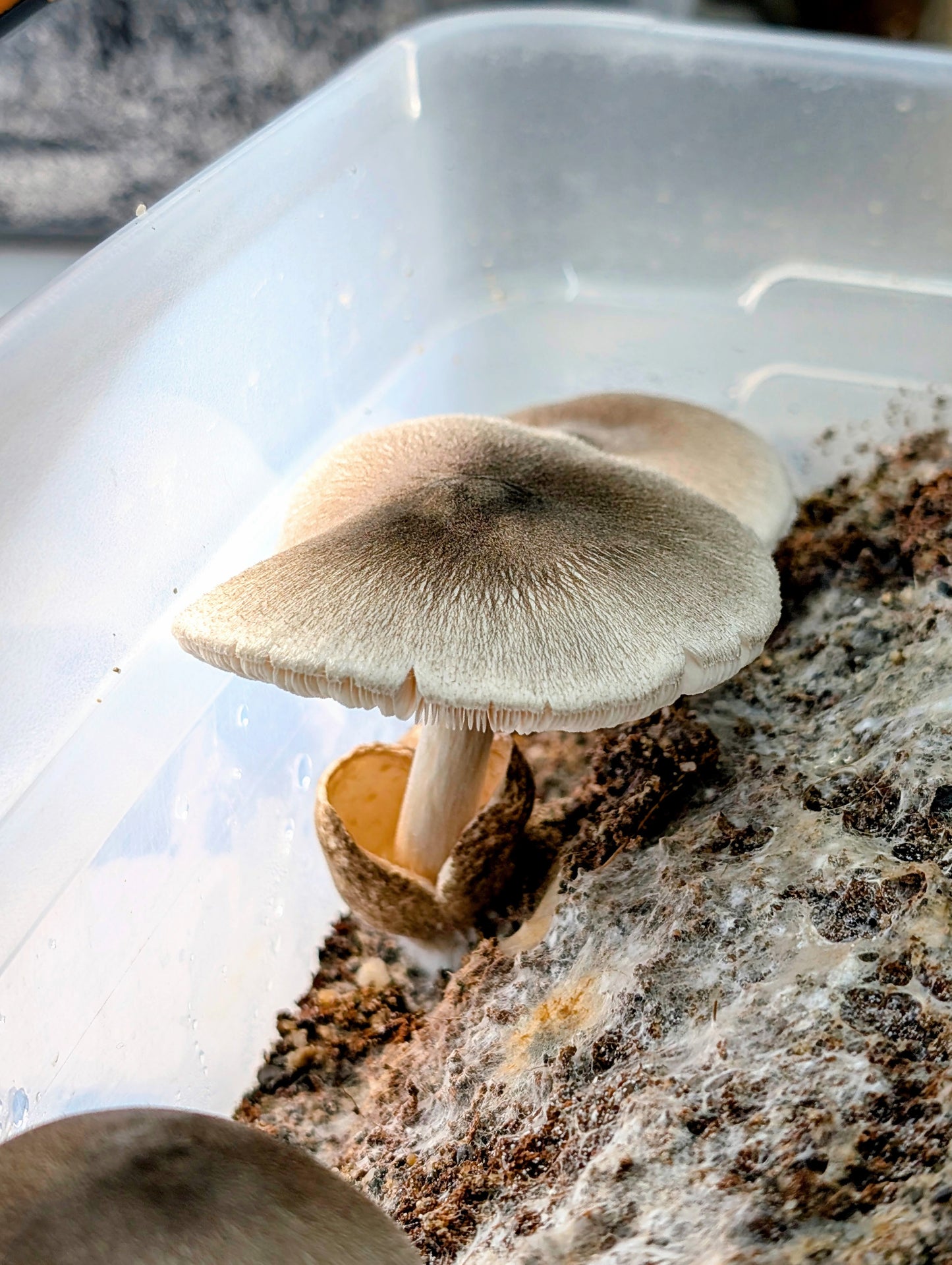 Paddy Straw Volvariella volvacea PFV101 | Microscope Sample SLANT