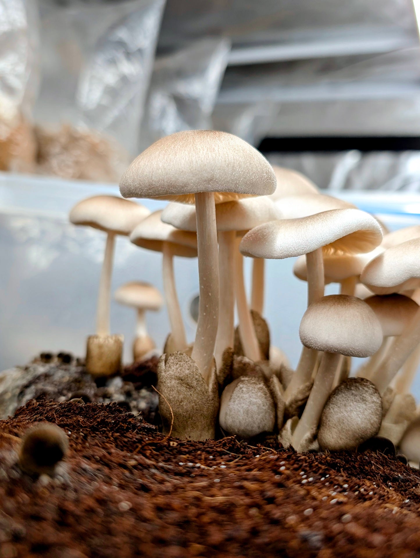 Paddy Straw Volvariella volvacea PFV101 | Microscope Sample SLANT