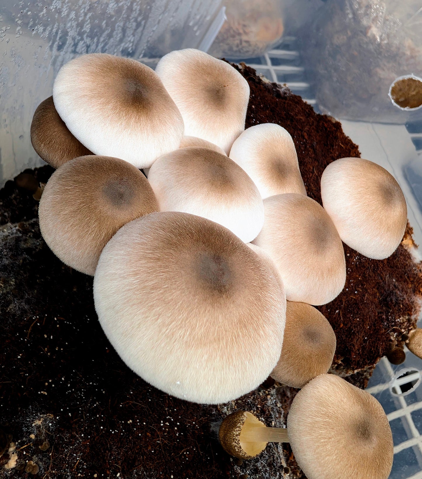 Paddy Straw Volvariella volvacea PFV101 | Microscope Sample SLANT