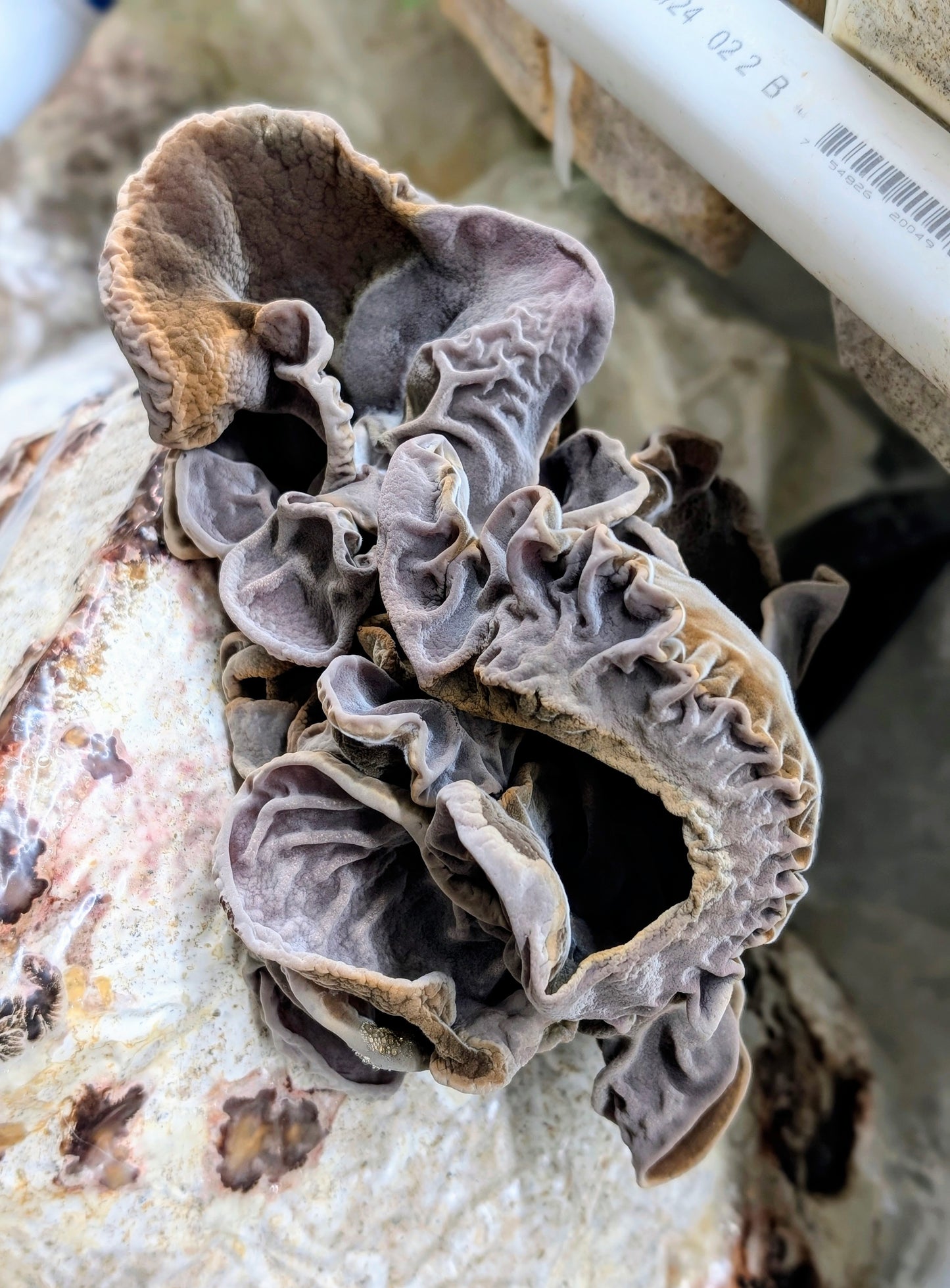 Cloud Ear PF100 Auricularia cornea, polytricha