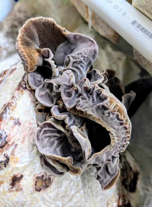 Cloud Ear PF100 Auricularia cornea, polytricha