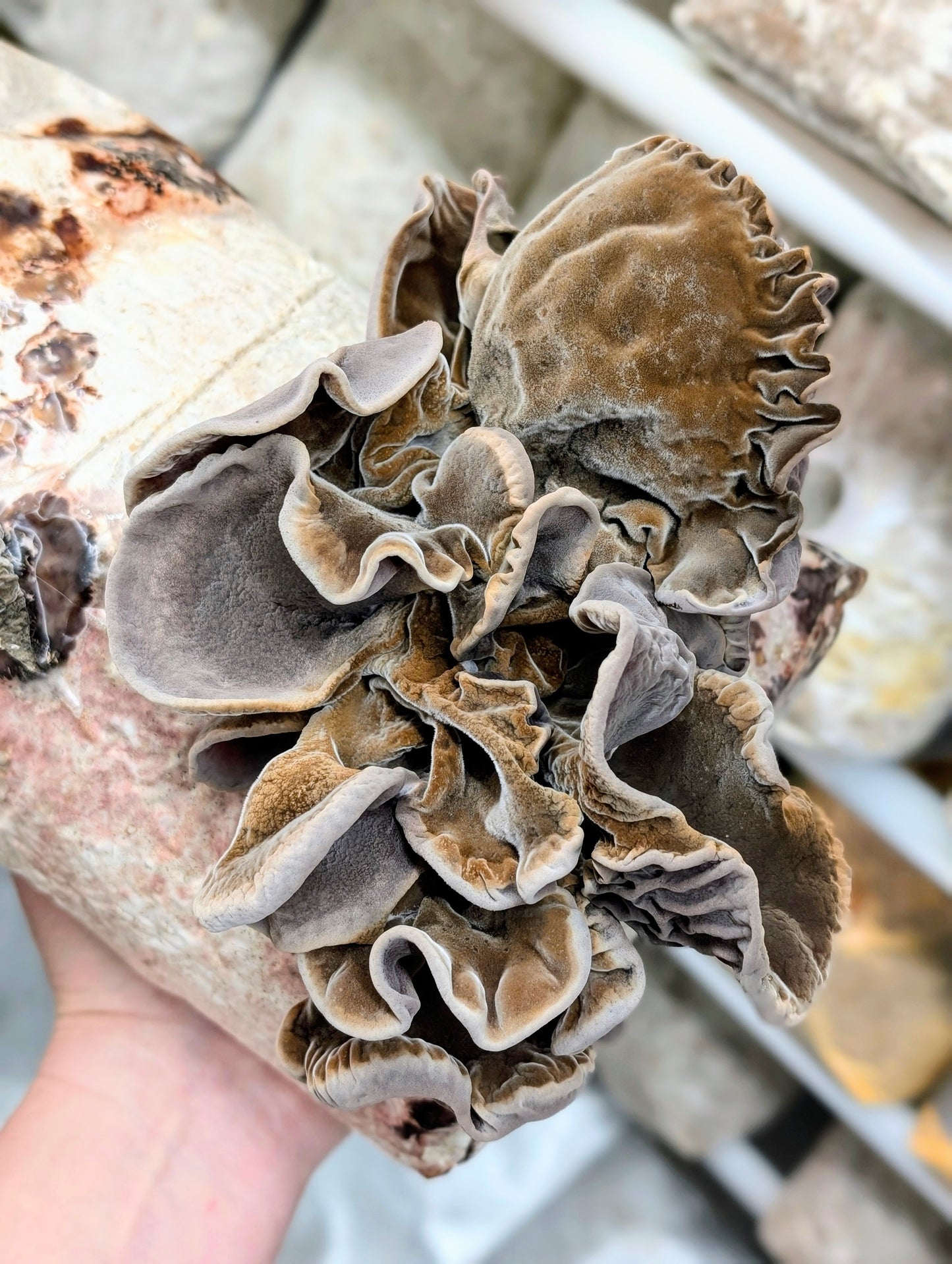 Cloud Ear PF100 Auricularia cornea, polytricha