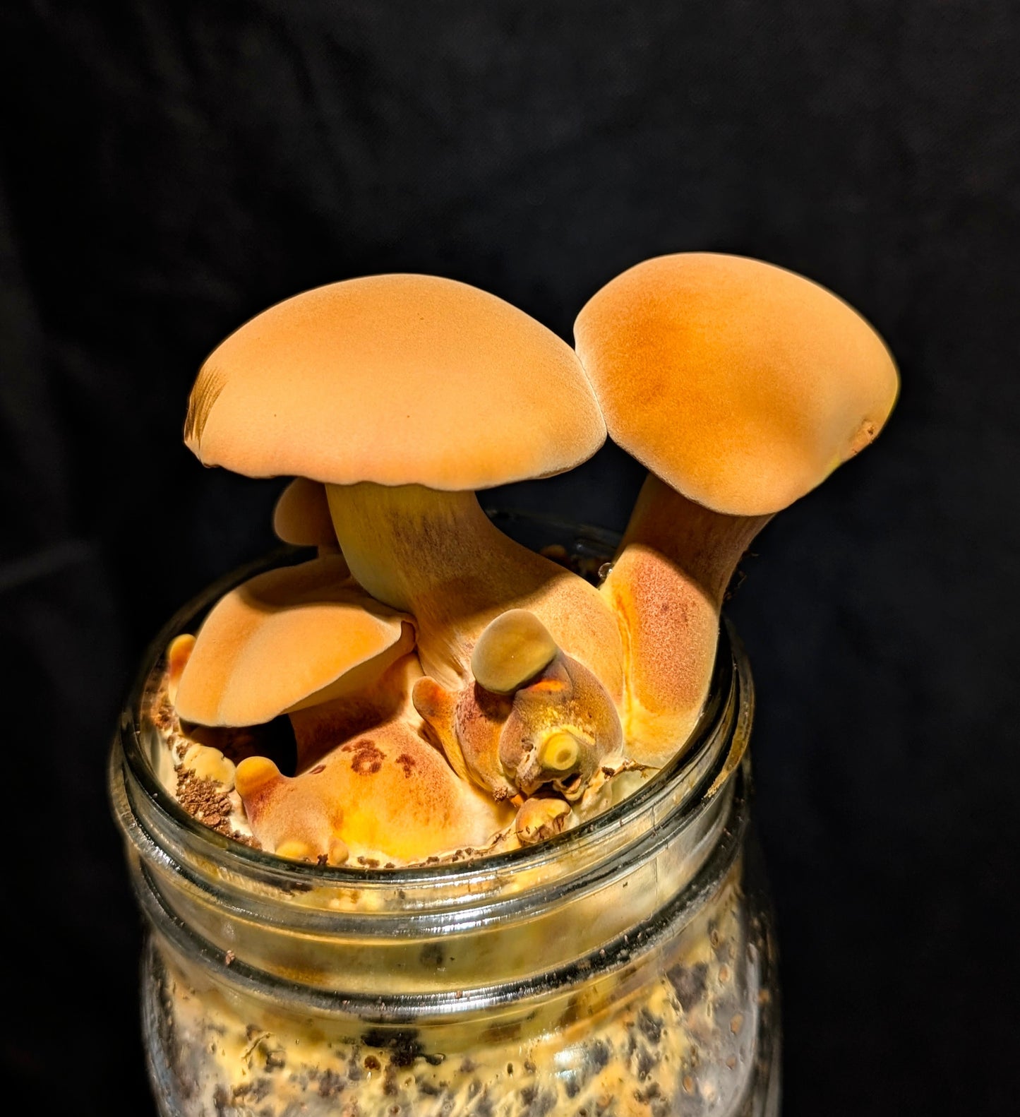 Yellow Bolete and Black Bolete Bundle | Microscope Sample