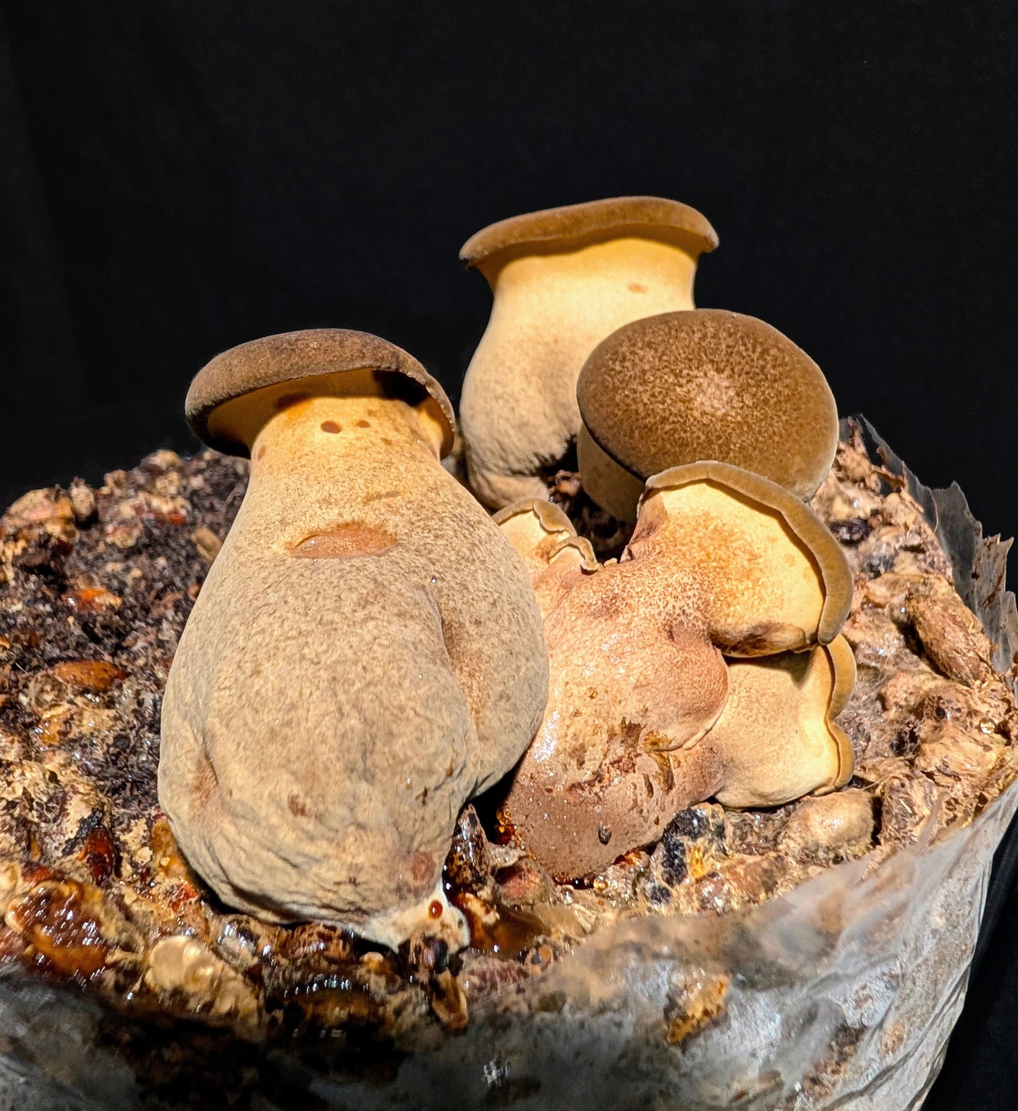 Phlebopus portentosus Black Bolete Agar Plate