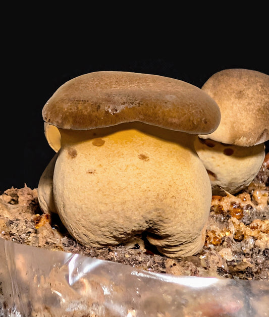 Phlebopus portentosus Black Bolete