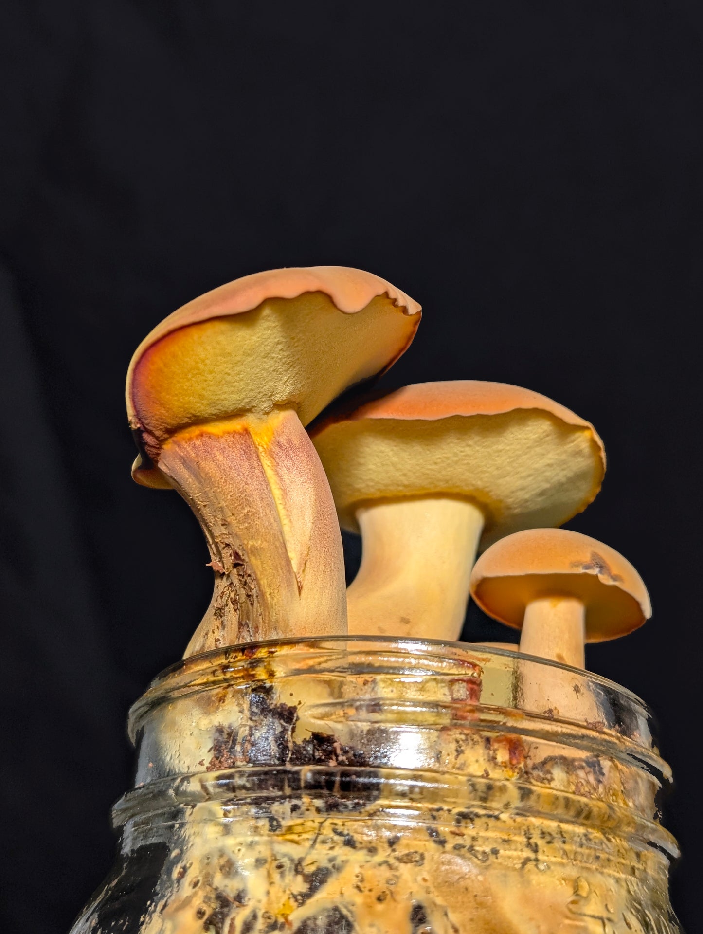Yellow Bolete and Black Bolete Bundle | Microscope Sample