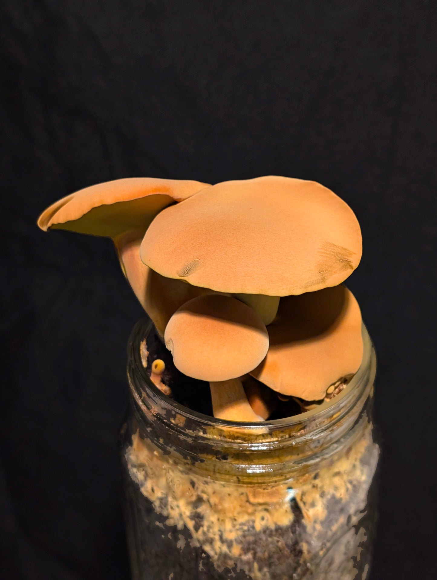 Yellow Bolete and Black Bolete Bundle | Microscope Sample