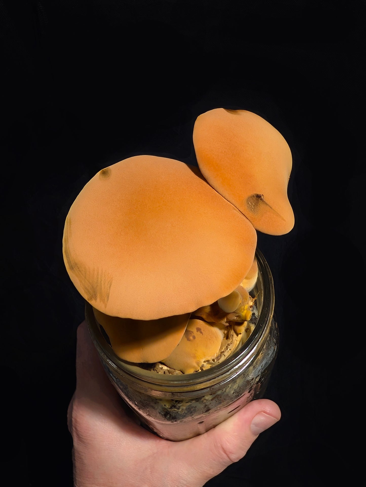 Yellow Bolete and Black Bolete Bundle | Microscope Sample