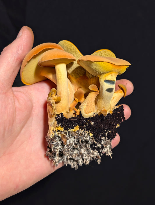 Yellow Bolete and Black Bolete Bundle SLANT