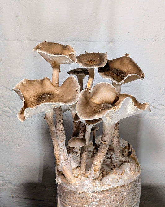 Giant Oyster Pleurotus giganteus | Microscope Sample