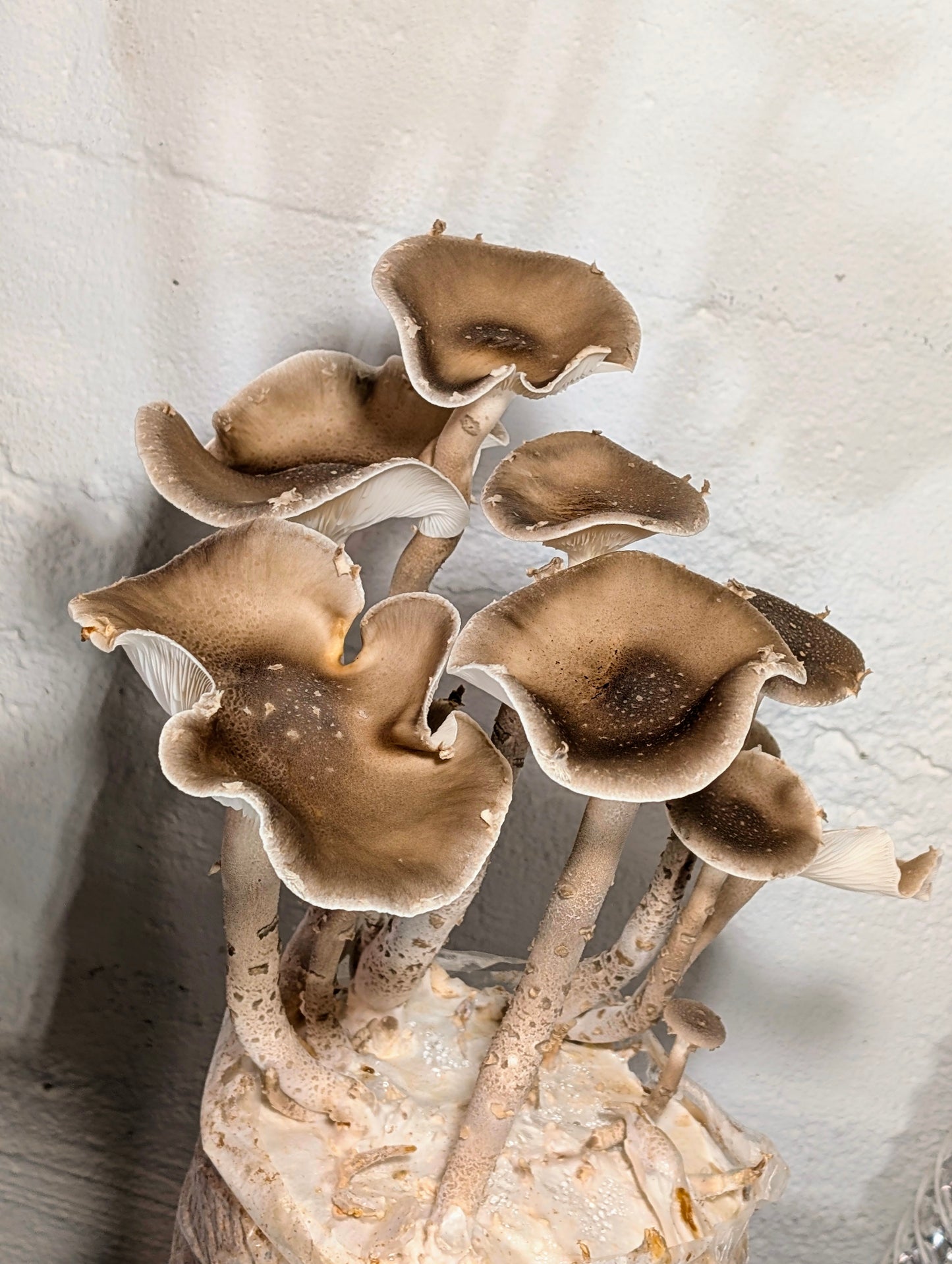 Giant Oyster Pleurotus giganteus