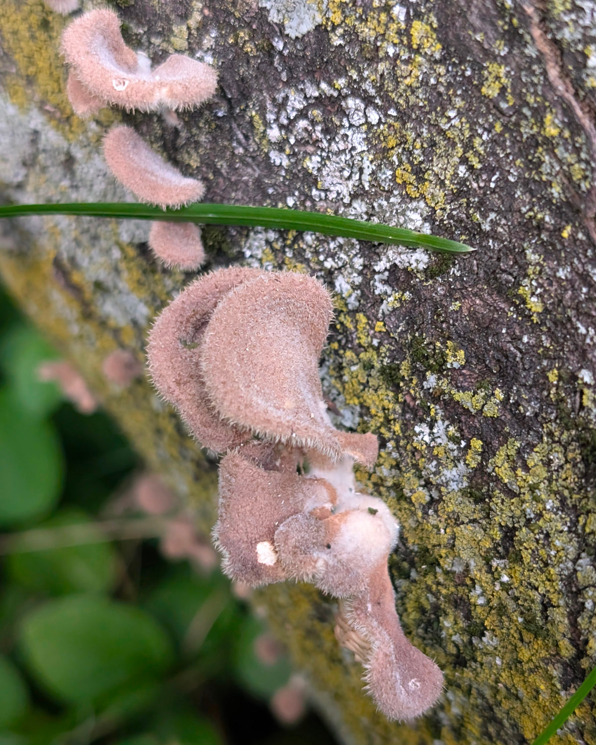 Hairy Panus Lentinus strigosus SLANT