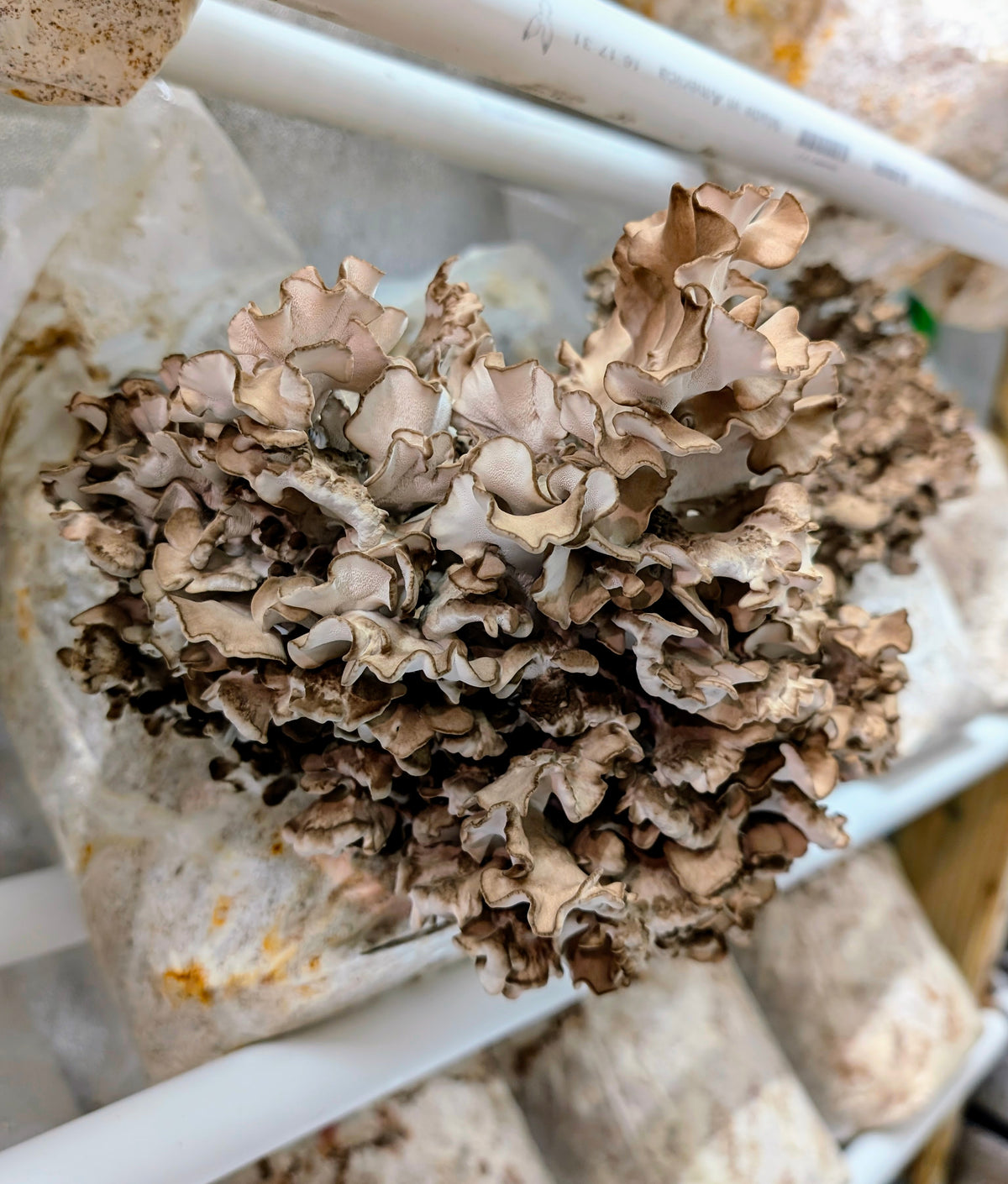 Maitake Kennett Strain Grifola frondosa