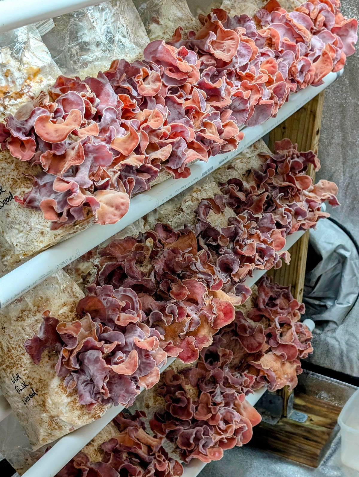 Pink Wood Ear Guifei’s Blush Auricularia cornea SLANT