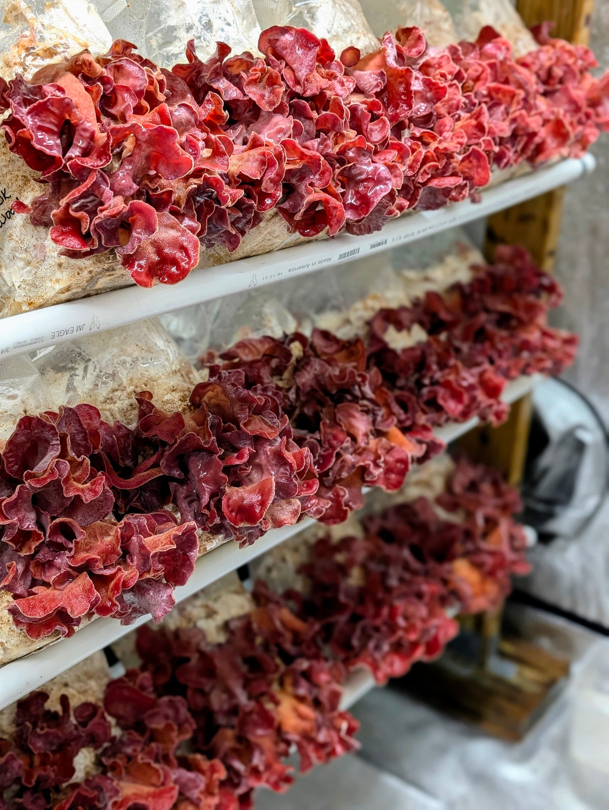 Pink Wood Ear Guifei’s Blush Auricularia cornea SLANT