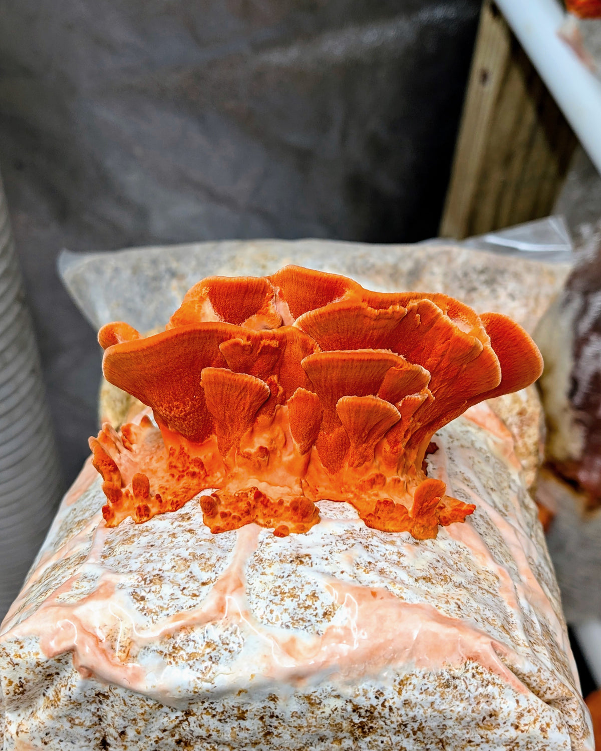 Southern cinnabar polypore Trametes coccinea SLANT