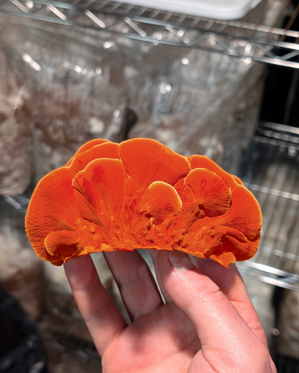 Southern cinnabar polypore Trametes coccinea SLANT