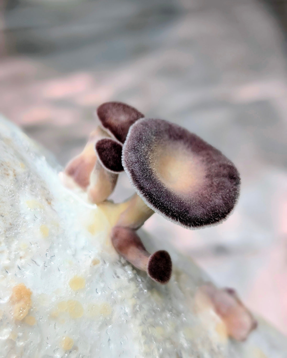 Hairy Panus Lentinus strigosus SLANT