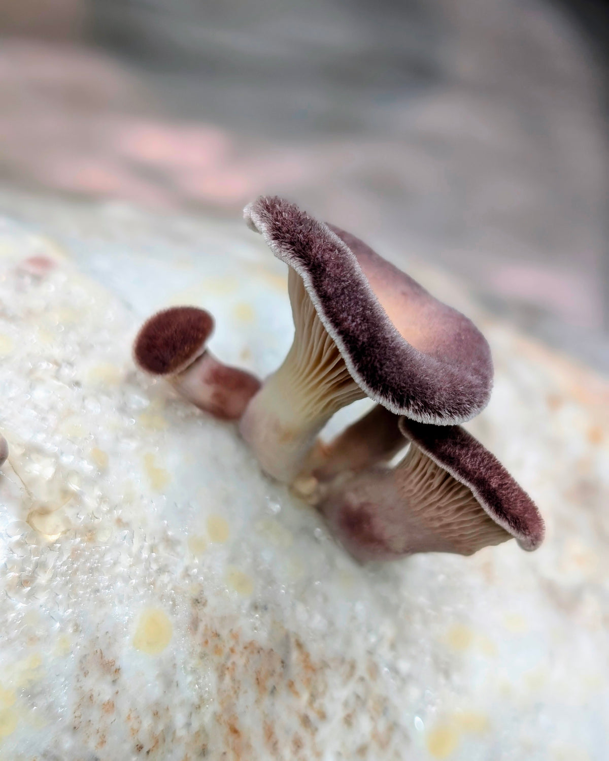Hairy Panus Lentinus strigosus SLANT