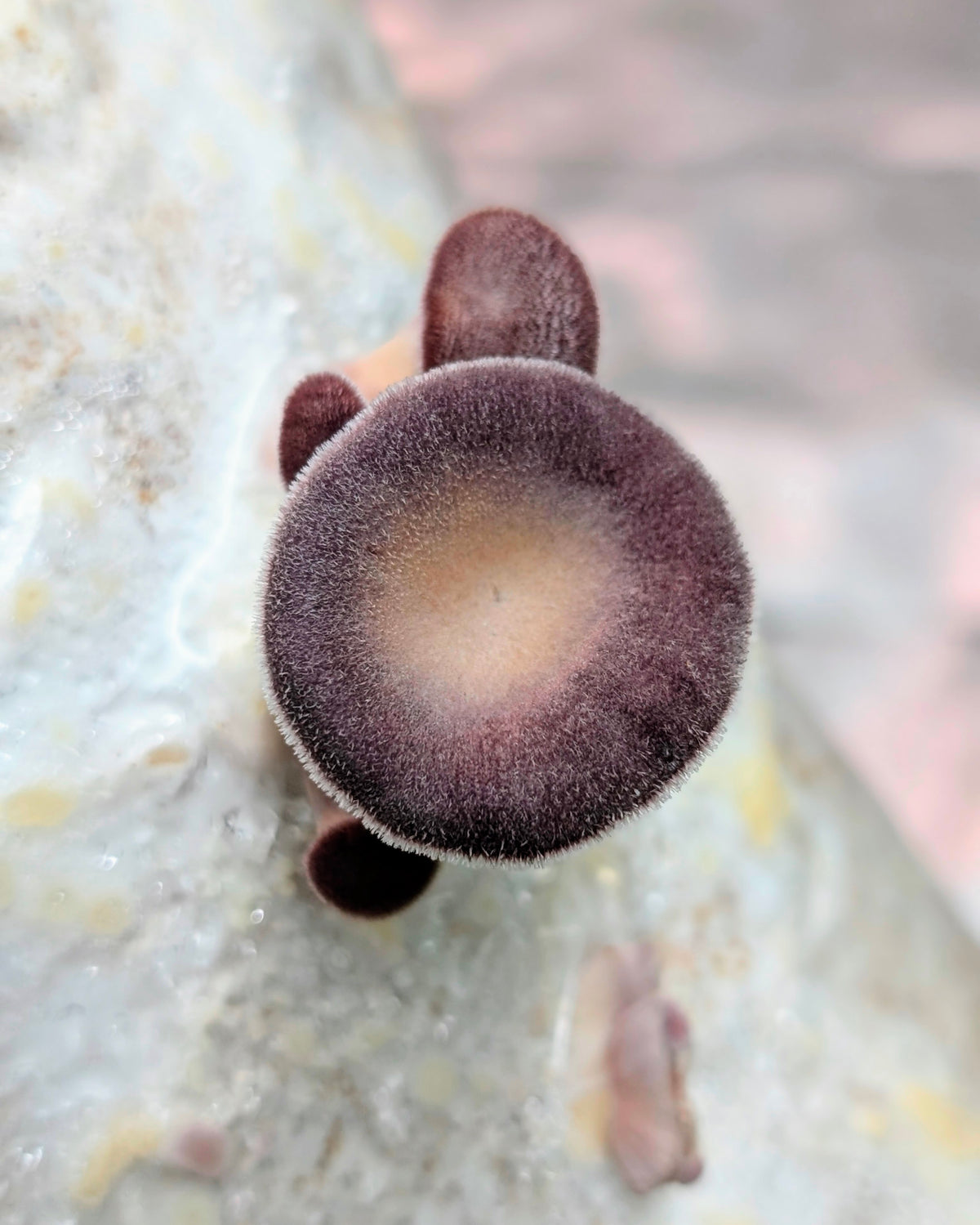 Hairy Panus Lentinus strigosus SLANT