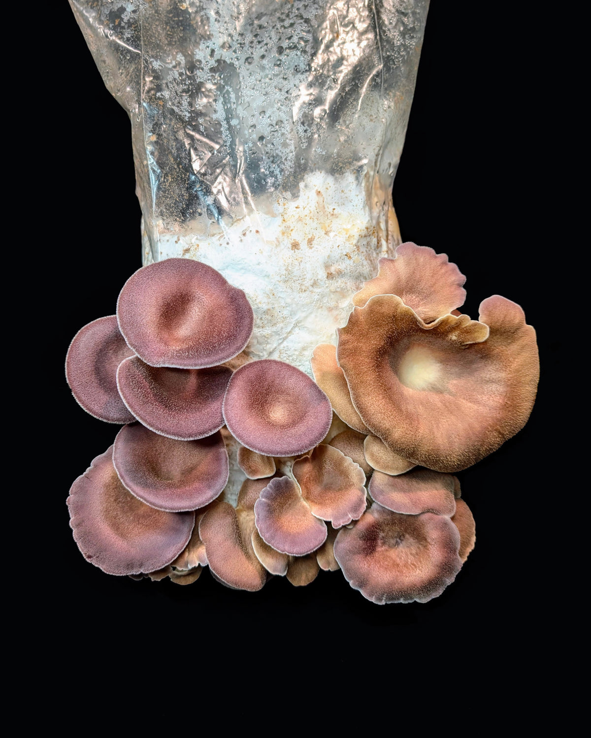 Hairy Panus Lentinus strigosus SLANT