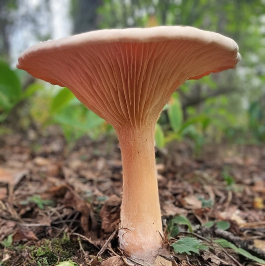 Trooping Funnel Infundibulicybe geotropa