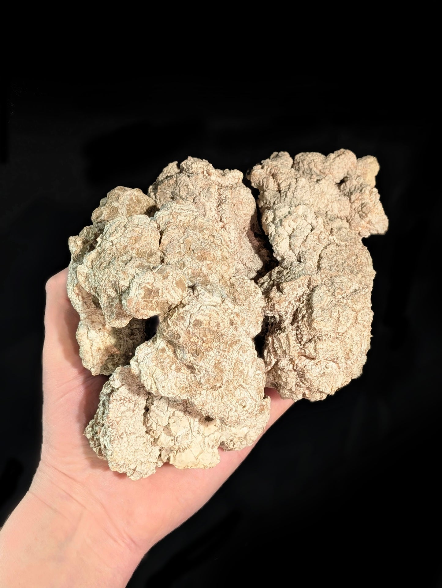 Tiger Milk Mushroom Powder Lignosus rhinocerus sclerotia —  𝐒𝐏𝐄𝐂𝐈𝐀𝐋 𝐈𝐍𝐓𝐑𝐎𝐃𝐔𝐂𝐓𝐎𝐑𝐘 𝐏𝐑𝐈𝐂𝐄 - 𝐋𝐈𝐌𝐈𝐓𝐄𝐃 𝐓𝐈𝐌𝐄 𝐎𝐅𝐅𝐄𝐑 !