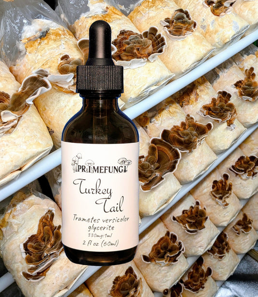 Turkey Tail Mushroom Extract