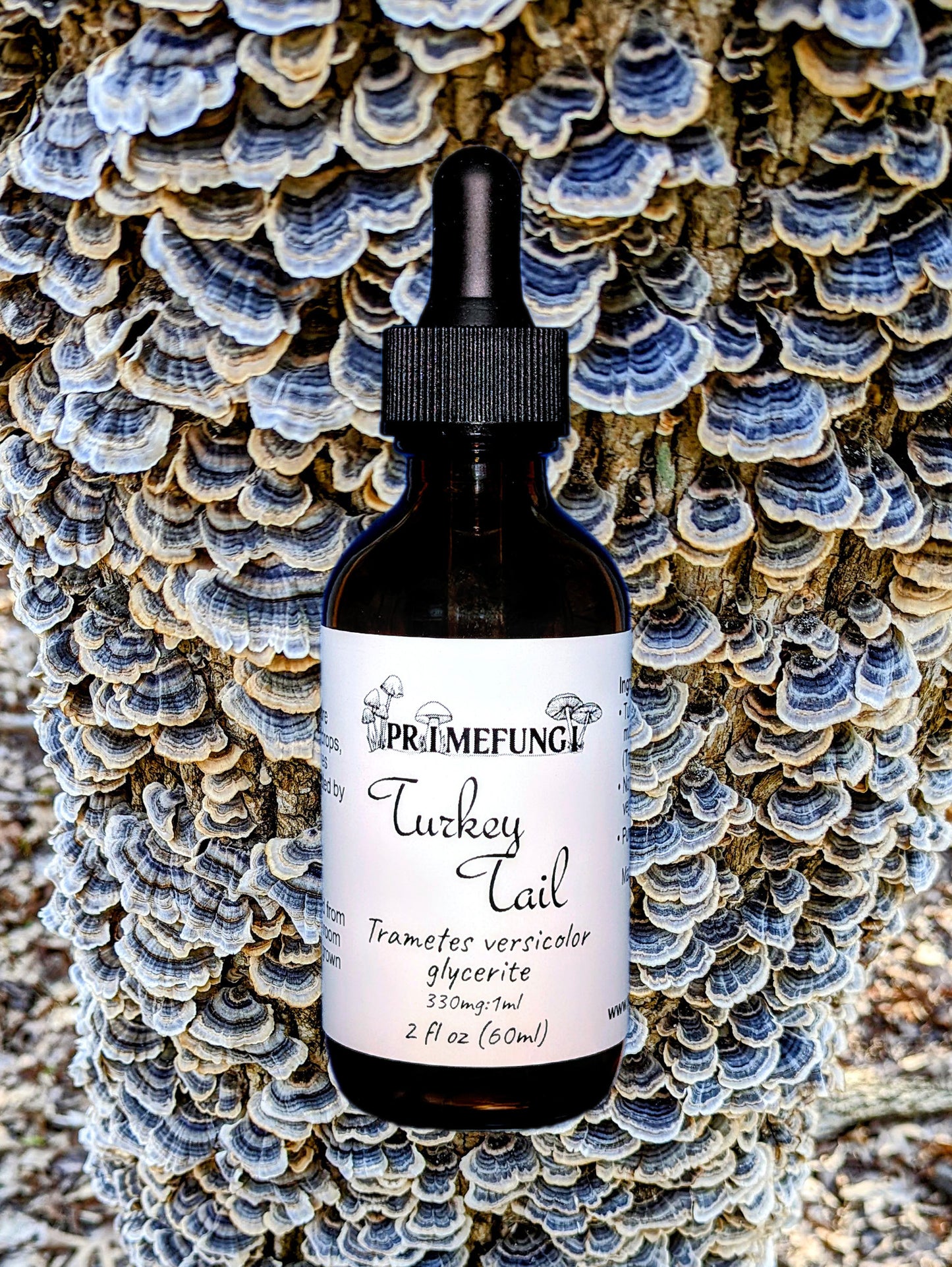 Turkey Tail Mushroom Extract