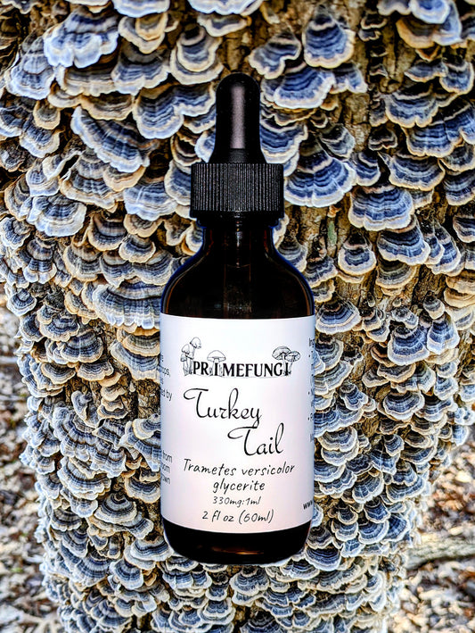 Turkey Tail Mushroom Extract
