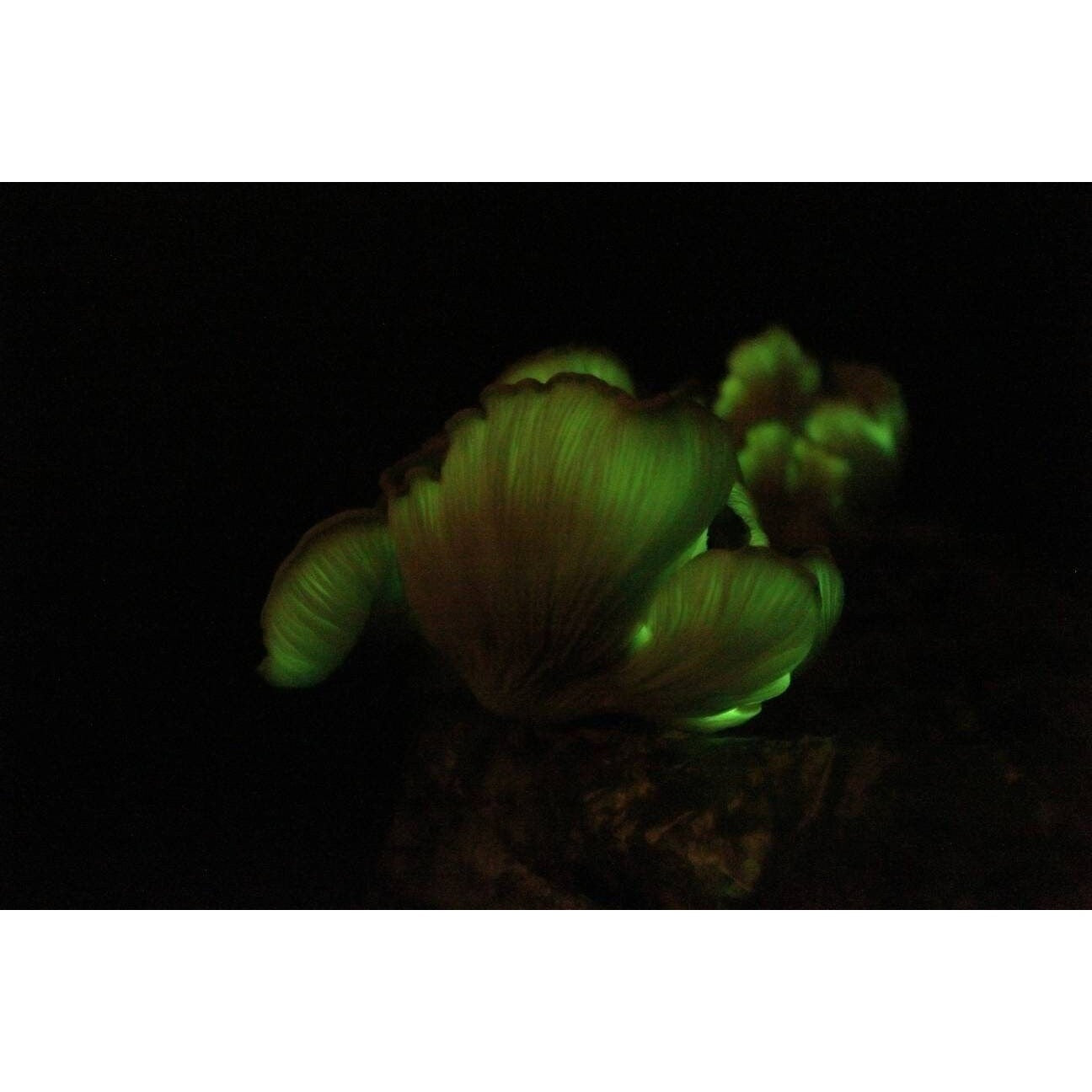 Ghost Fungus Bioluminescent Mushroom Omphalotus nidiformis