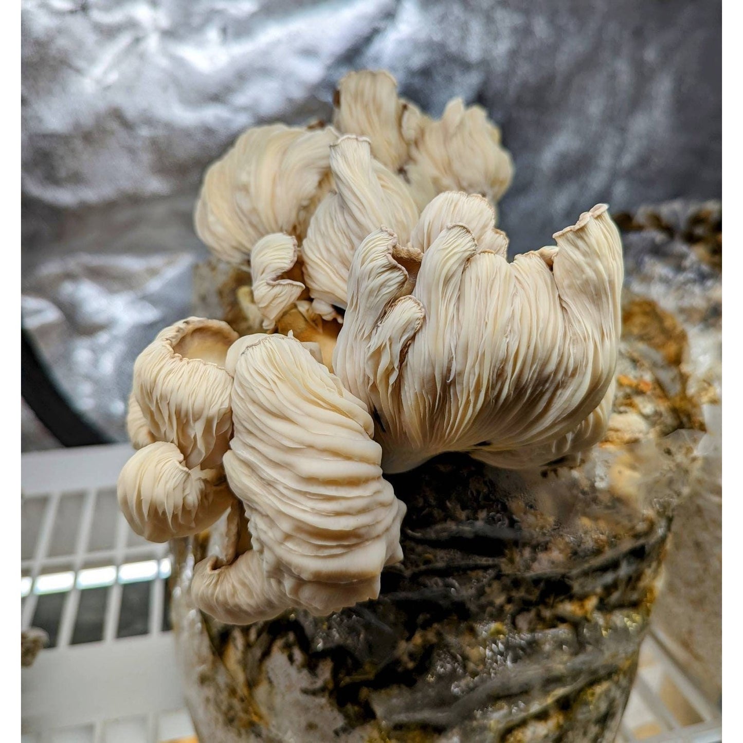 Ghost Fungus Bioluminescent Mushroom Omphalotus nidiformis