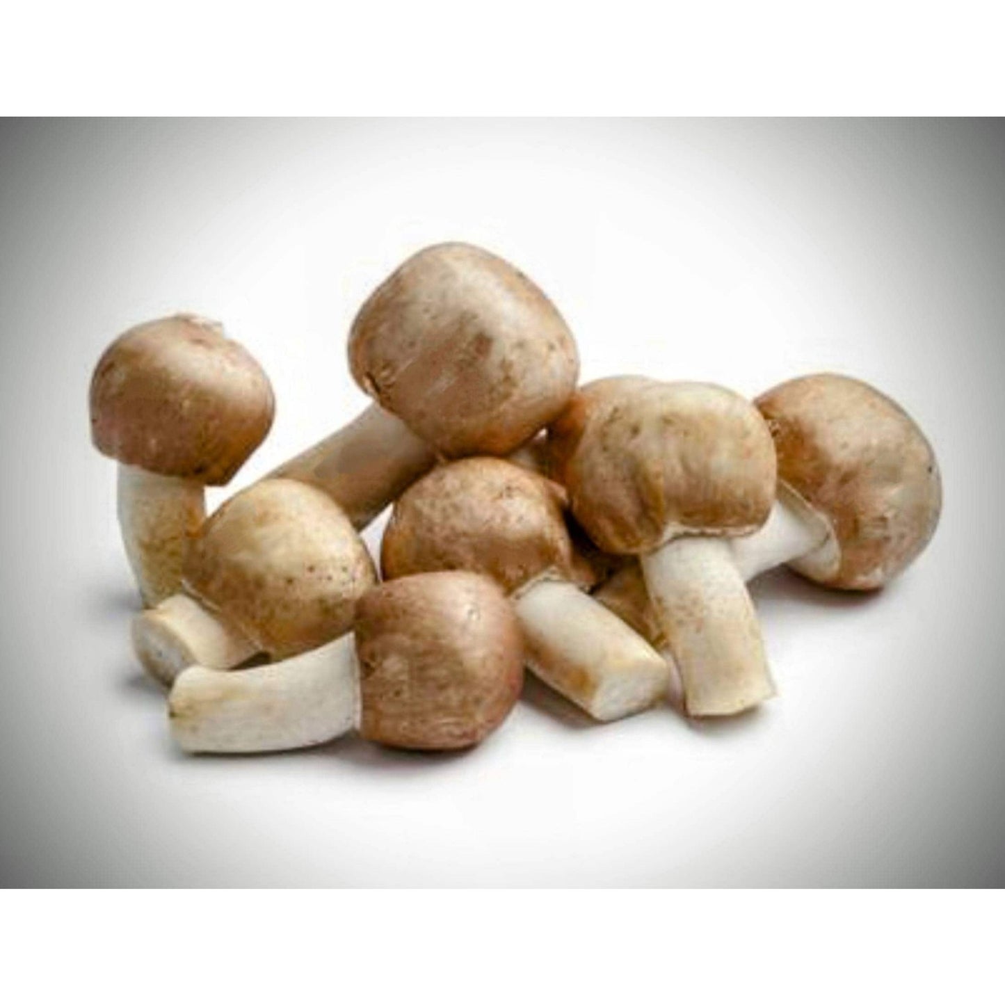 Almond Mushroom Agaricus subrufescens