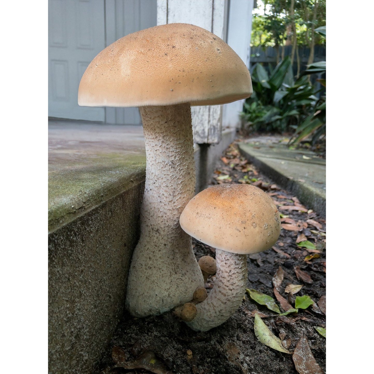 American Titan Mushroom Macrocybe titans