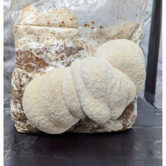 Bears Head Mushroom Hericium americanum