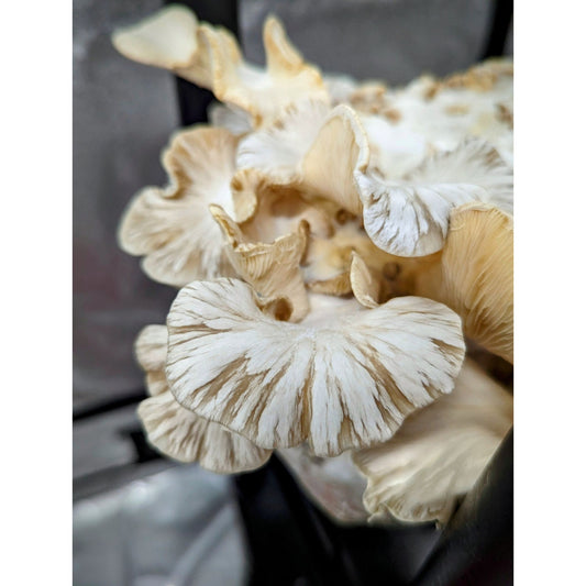 Pleurotus calyptratus Veiled Poplar Oyster