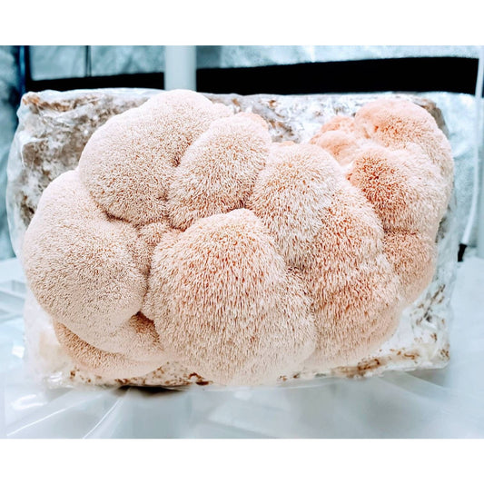 Pink Lion's Mane™ Hericium erinaceus