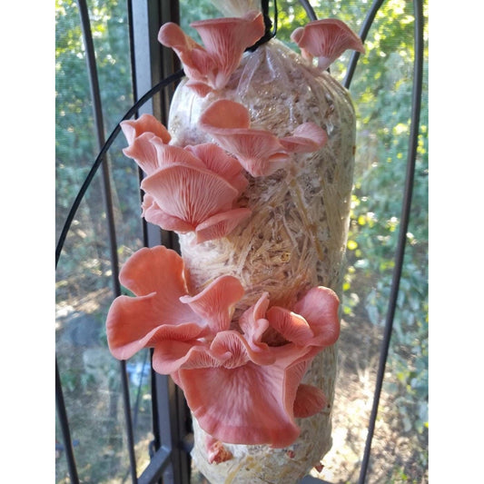 Pink Salmon Oyster Mushroom Pleurotus salmoneostramineus