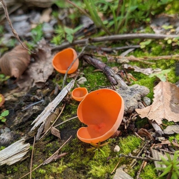 Orange Peel Cup Mushroom Aleuria aurantia