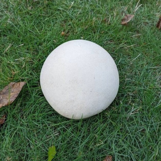 Giant Puffball Mushroom Calvatia gigantea