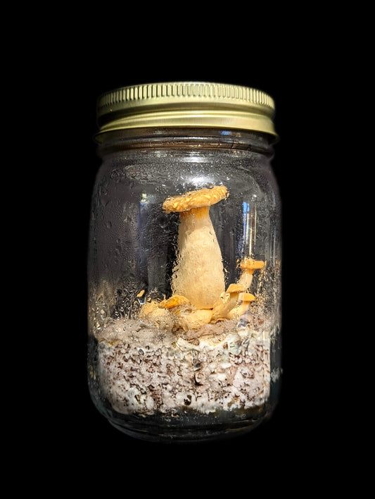 Jack-o'-lantern Bioluminescent Mushroom Omphalotus olearius