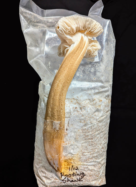 Rooting Shank Hymenopellis radicata